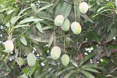 Mangifera indica